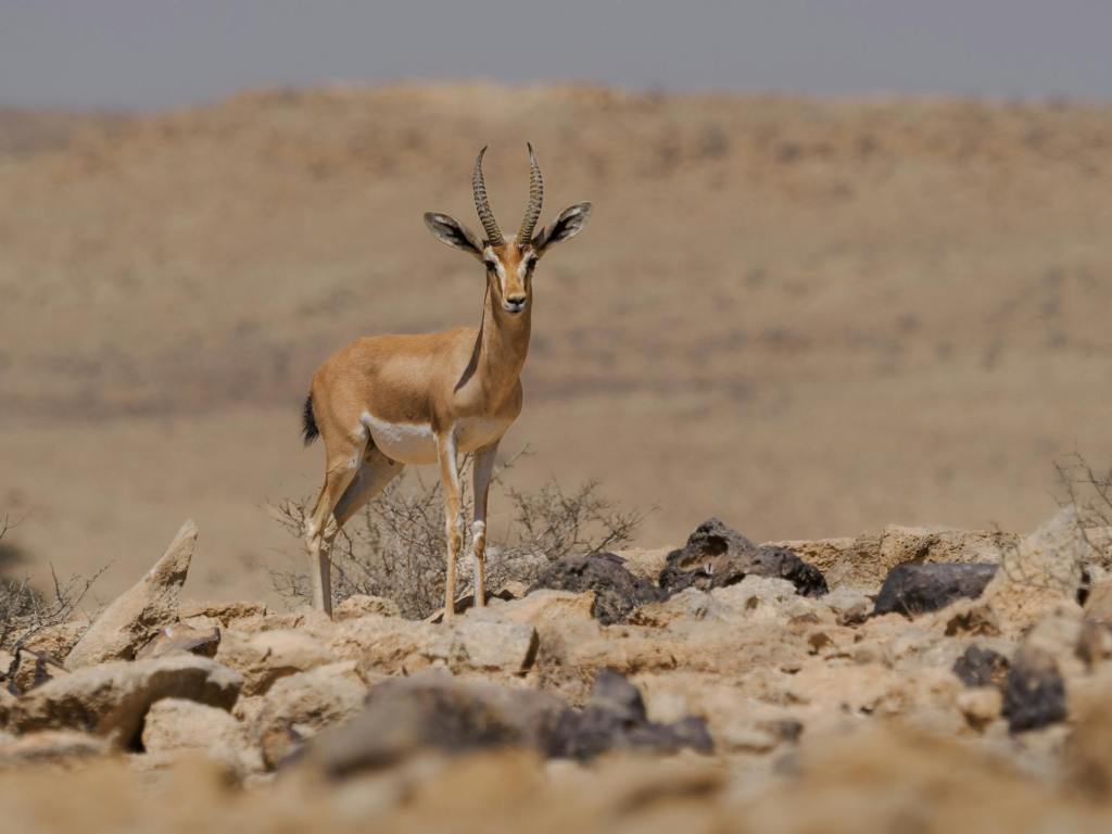 משרה תקנית בפילוסופיה באוניברסיטת בן&nbsp;גוריון